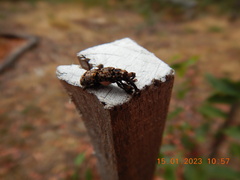 Isacantha dermestiventris