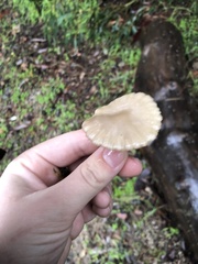 Marasmius albogriseus