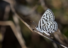 Tarucus theophrastus