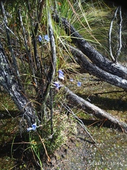 Thelymitra cyanea