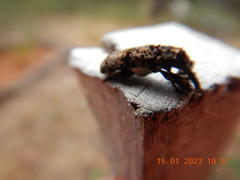 Isacantha dermestiventris