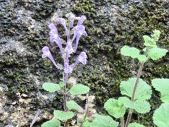 Scutellaria indica