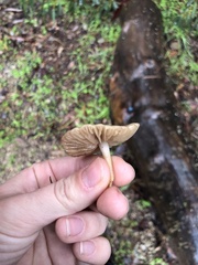 Marasmius albogriseus
