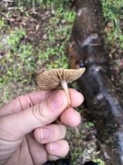Marasmius albogriseus