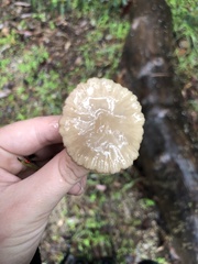 Marasmius albogriseus