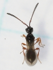 Spilomicrus