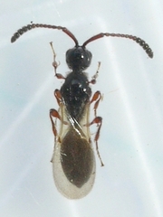 Spilomicrus