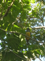 Trogon