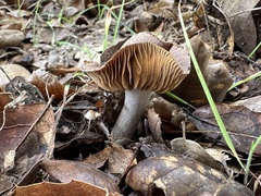 Cortinarius ohlone