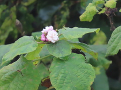 Clerodendrum chinense
