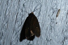 Cryptaspasma querula
