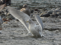 Larus argentatus × glaucescens