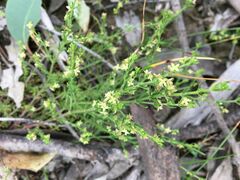 Galium gaudichaudii