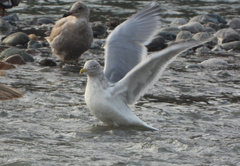 Larus argentatus × glaucescens