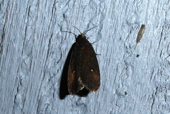 Cryptaspasma querula