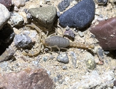 Vaejovidae