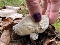 Hypomyces microspermus