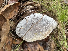 Hypomyces microspermus