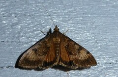 Uresiphita maorialis