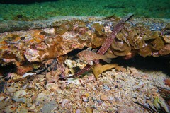 Vincentia conspersa