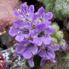 Phacelia crenulata minutiflora