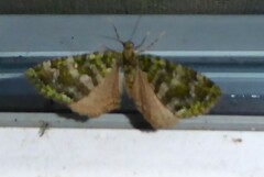 Austrocidaria similata