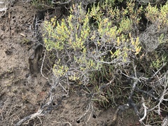 Tecticornia arbuscula