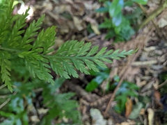 Asplenium bulbiferum
