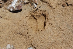 Odocoileus hemionus cerrosensis