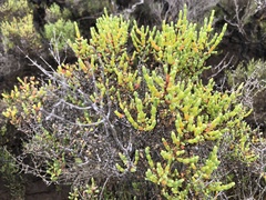 Tecticornia arbuscula