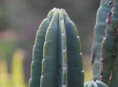 Cereus repandus