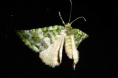 Austrocidaria similata