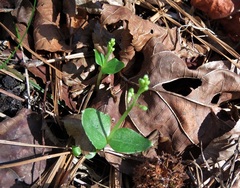 Neottia bifolia