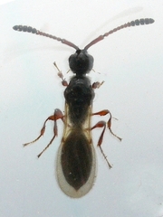 Spilomicrus