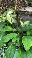 Spathiphylleae