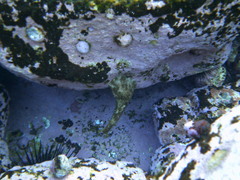 Dolabrifera brazieri