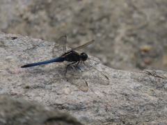 Orthetrum glaucum