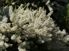 Melaleuca preissiana