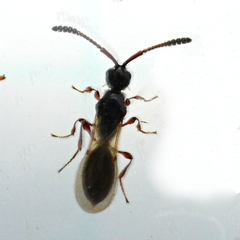 Spilomicrus