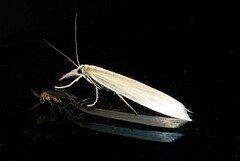 Orocrambus angustipennis