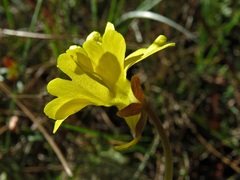 Pinguicula lutea