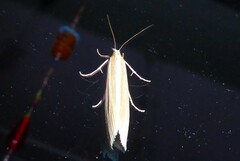 Orocrambus angustipennis