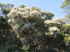 Melaleuca preissiana