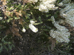 Melaleuca preissiana