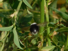 Bombus funebris