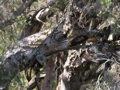 Melaleuca preissiana
