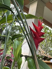 Heliconia caribaea