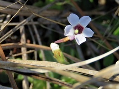 Pinguicula pumila