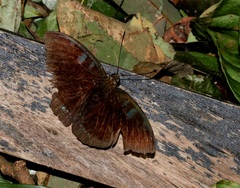 Tanaecia whiteheadi