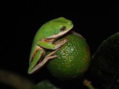 Pithecopus hypochondrialis